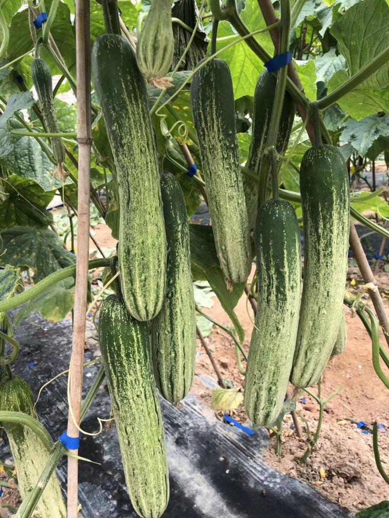 无苦味强磁性节节有瓜座果率高无架春秋地黄瓜种子