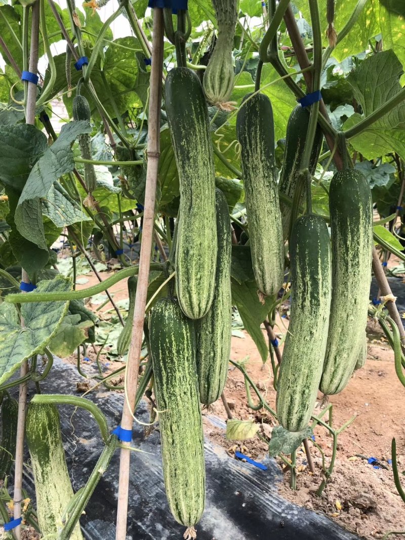 无苦味强磁性节节有瓜座果率高无架春秋地黄瓜种子