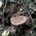 【热卖】九华山灵芝纯野生灵芝2～8公分紫灵芝深山采摘包邮