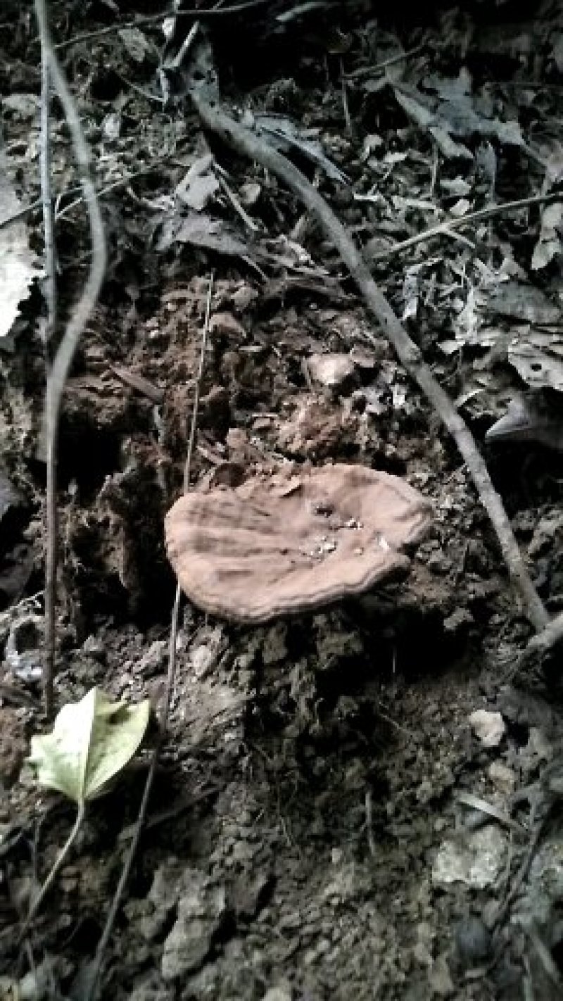 【热卖】九华山灵芝纯野生灵芝2～8公分紫灵芝深山采摘包邮
