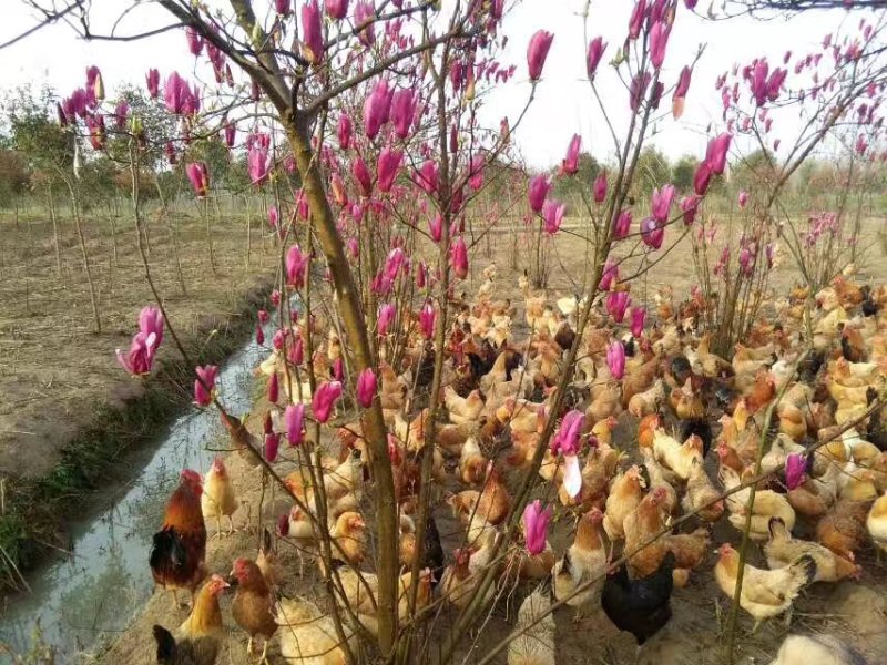 正宗散养土鸡蛋一件代发，包邮