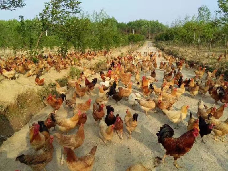 正宗散养土鸡蛋一件代发，包邮
