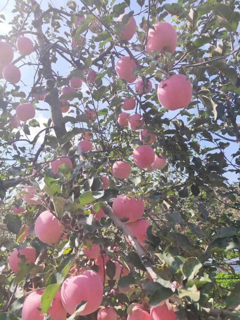 陕西凤翔红富士，纸袋，精品果