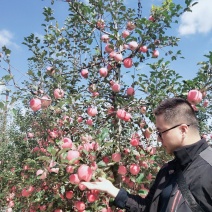陕西凤翔红富士，纸袋，精品果