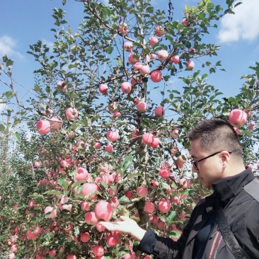 陕西凤翔红富士，纸袋，精品果