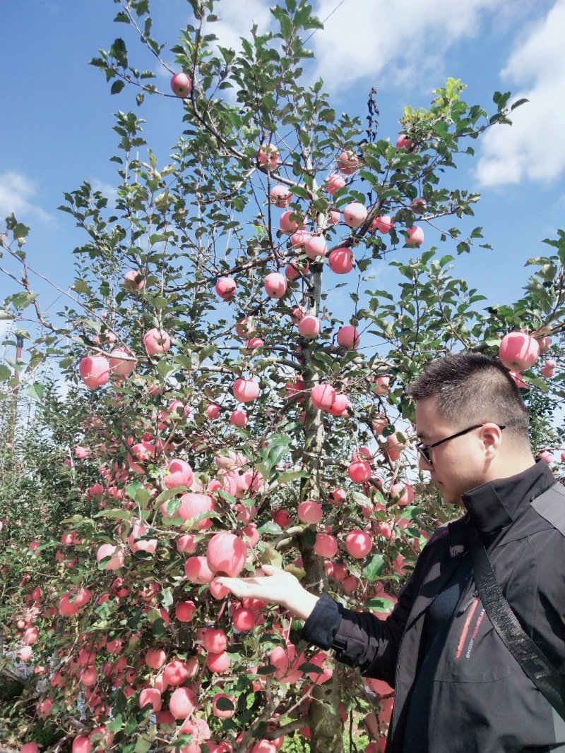 陕西凤翔红富士，纸袋，精品果