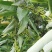 （木姜子苗）现挖现卖品种纯正裸根袋苗都有