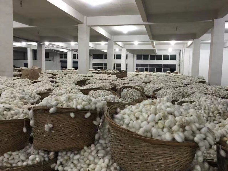 蚕丝光胎，可做蚕丝枕，纯绿色环保，欢迎下单