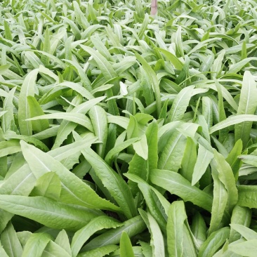 油麦菜大量有货，要的联系