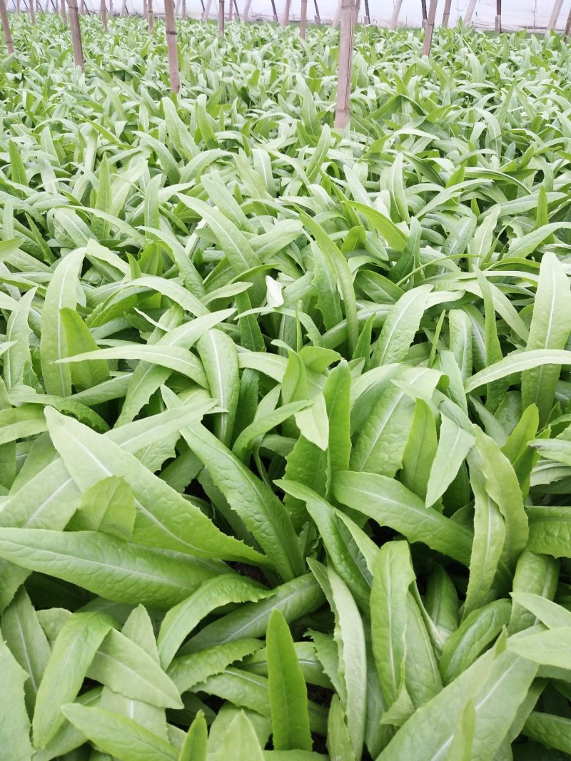 油麦菜大量有货，要的联系