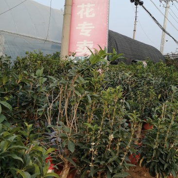 桂花树苗，嫁接苗，丹桂金桂香桂非常香的桂花。