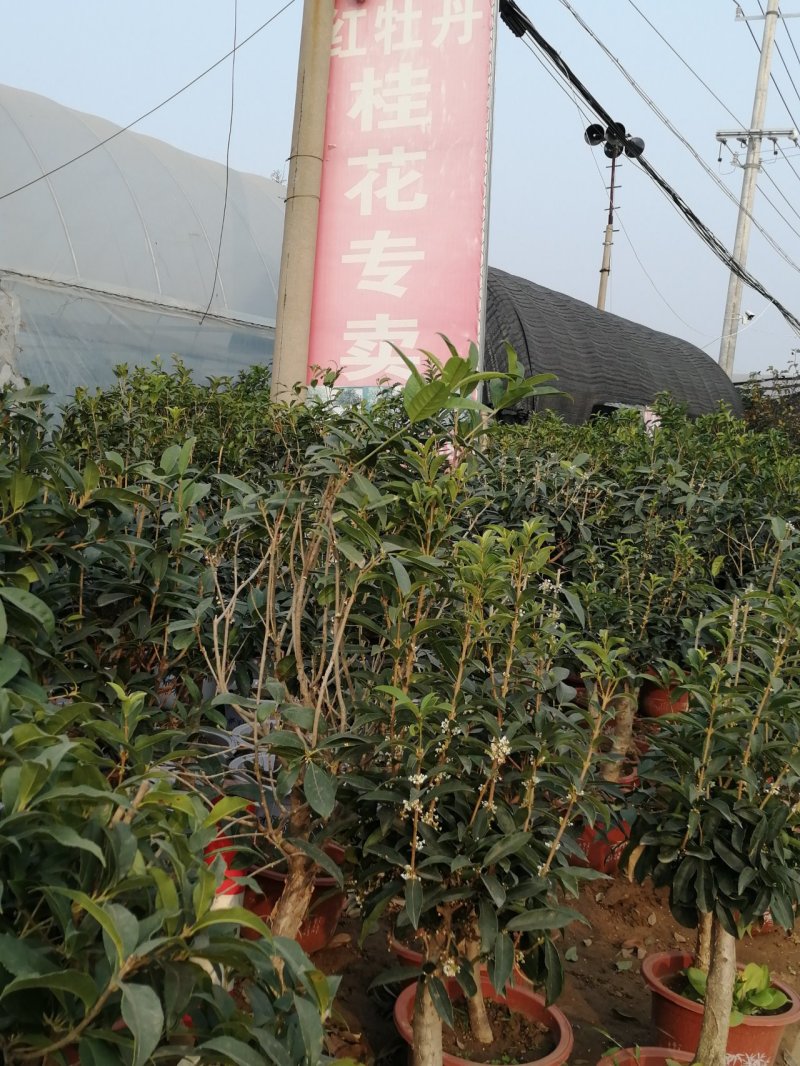 桂花树苗，嫁接苗，丹桂金桂香桂非常香的桂花。