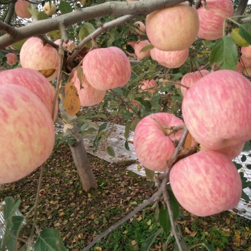 统货苹果