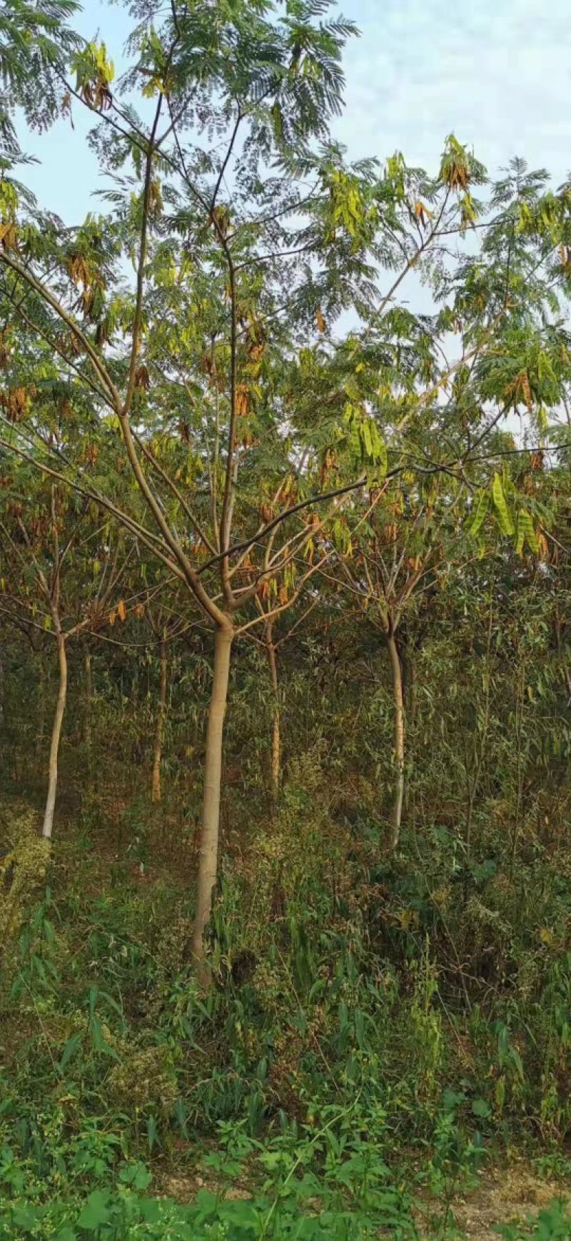 合欢树