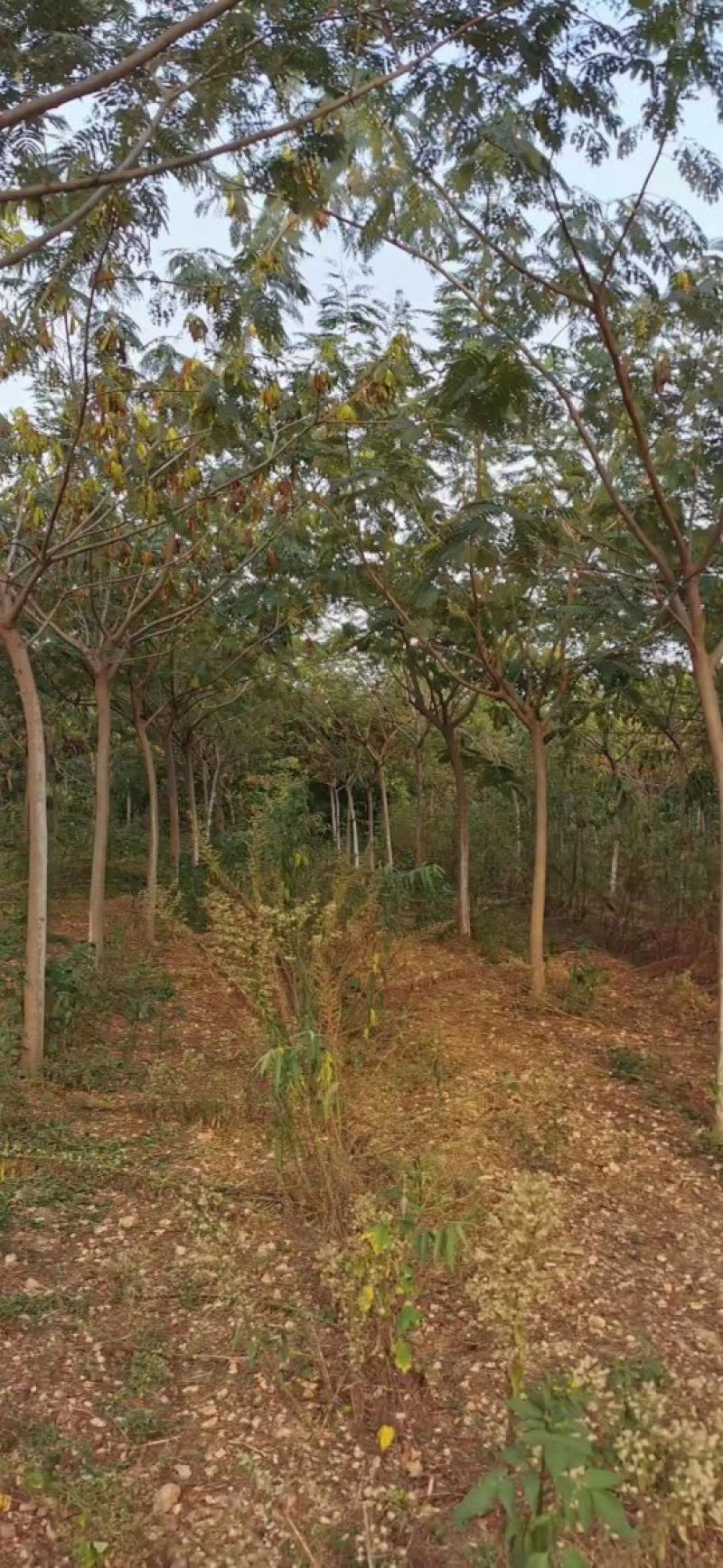合欢树