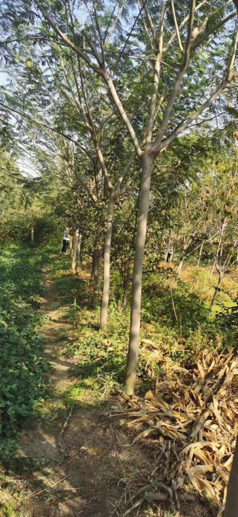 合欢树
