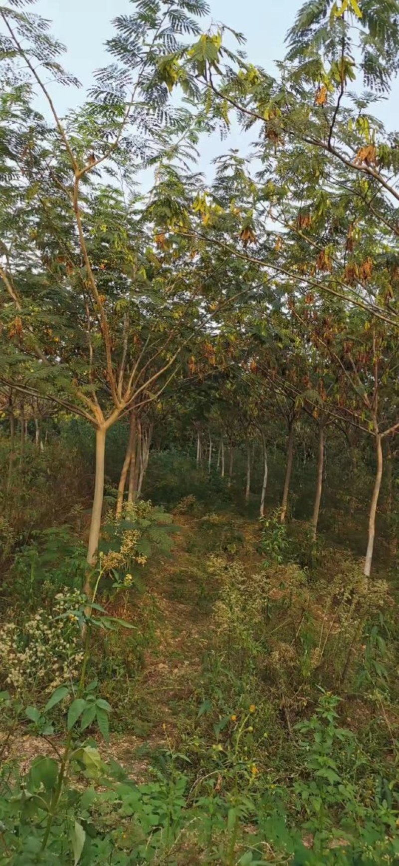 合欢树