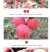 苹果🍎正宗陕西红富士精品洛川红富士苹果10斤包邮