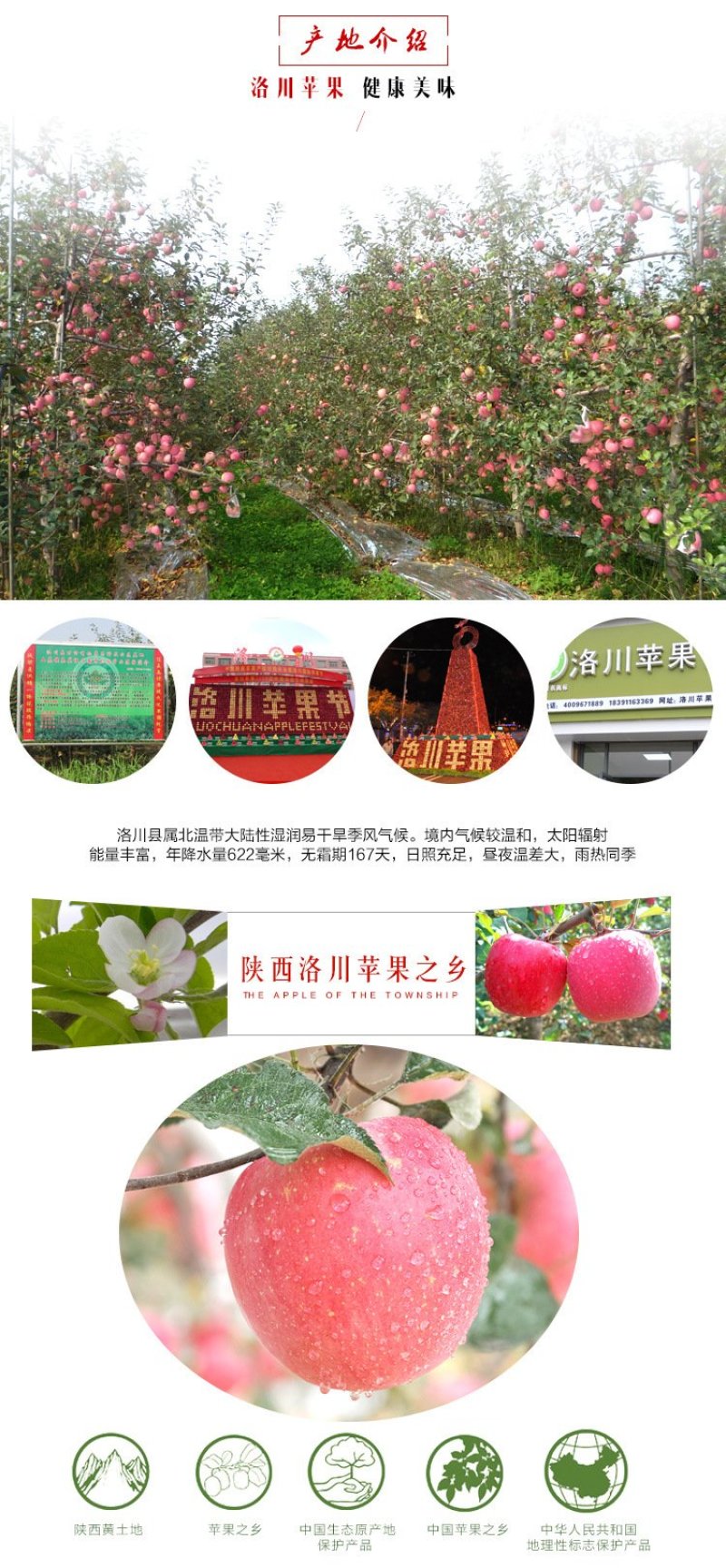 苹果🍎正宗陕西红富士精品洛川红富士苹果10斤包邮