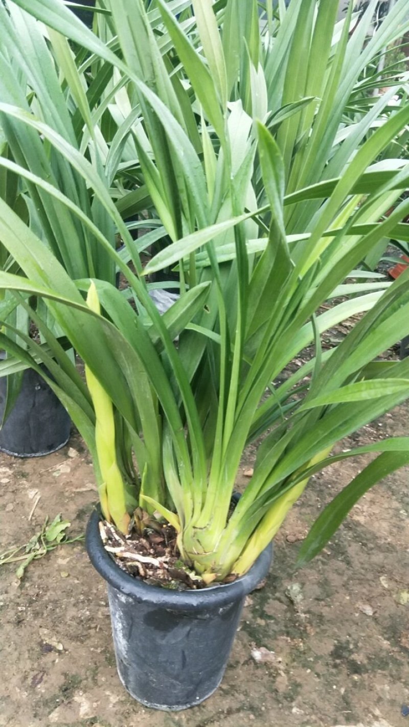 年宵花大花蕙兰盆栽