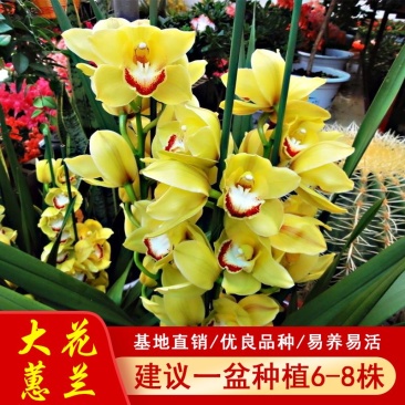 年宵花大花蕙兰盆栽