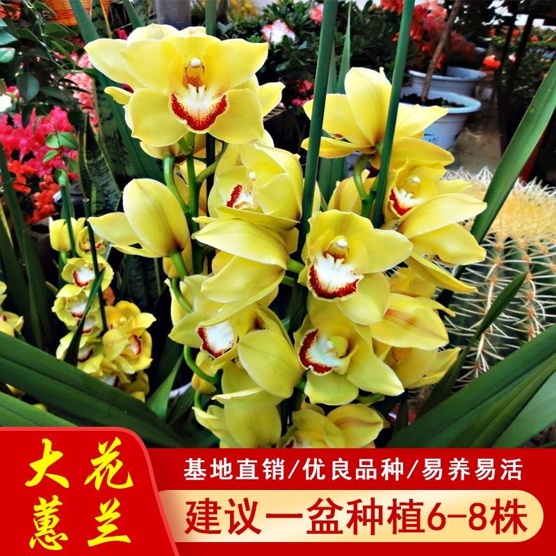 年宵花大花蕙兰盆栽