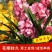 年宵花大花蕙兰盆栽