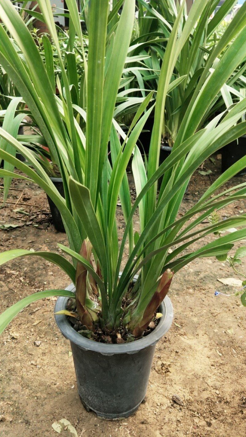 年宵花大花蕙兰盆栽