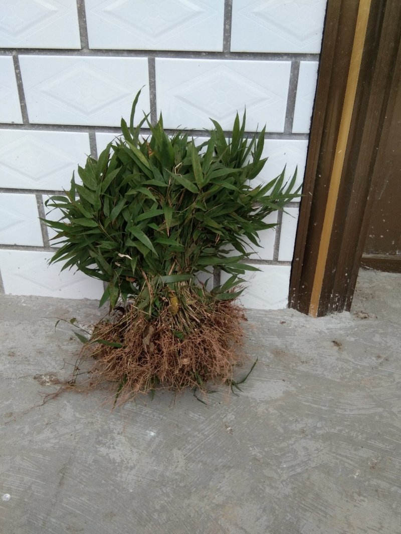 竹苗刺竹苗30公分裸根苗便宜卖，要的老板来看
