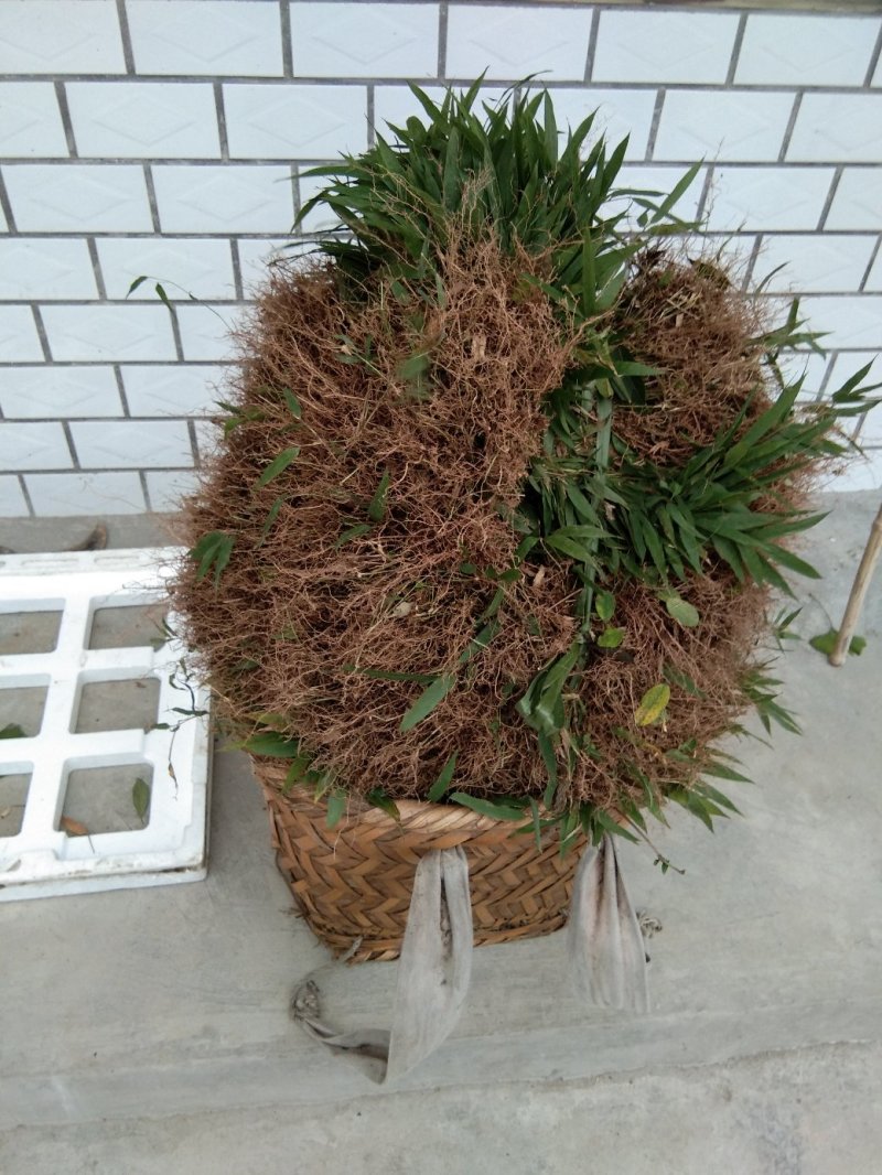 竹苗刺竹苗30公分裸根苗便宜卖，要的老板来看