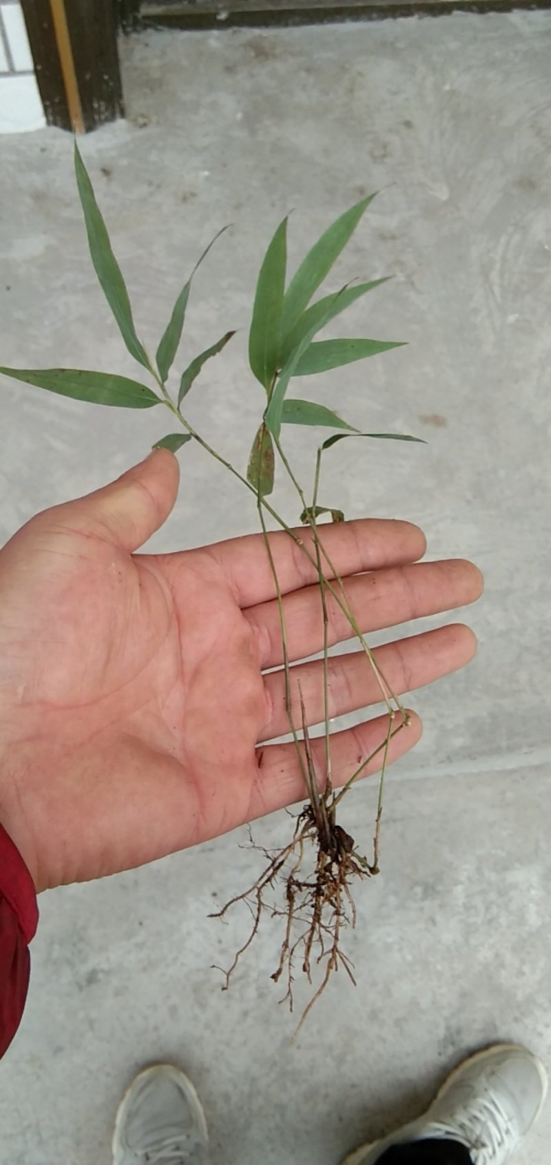 竹苗刺竹苗30公分裸根苗便宜卖，要的老板来看