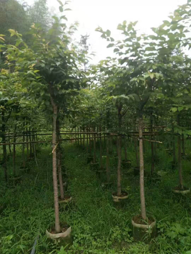 8.10公分樱花福建山樱花
