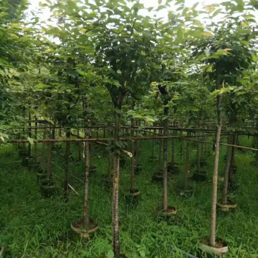 8.10公分樱花福建山樱花