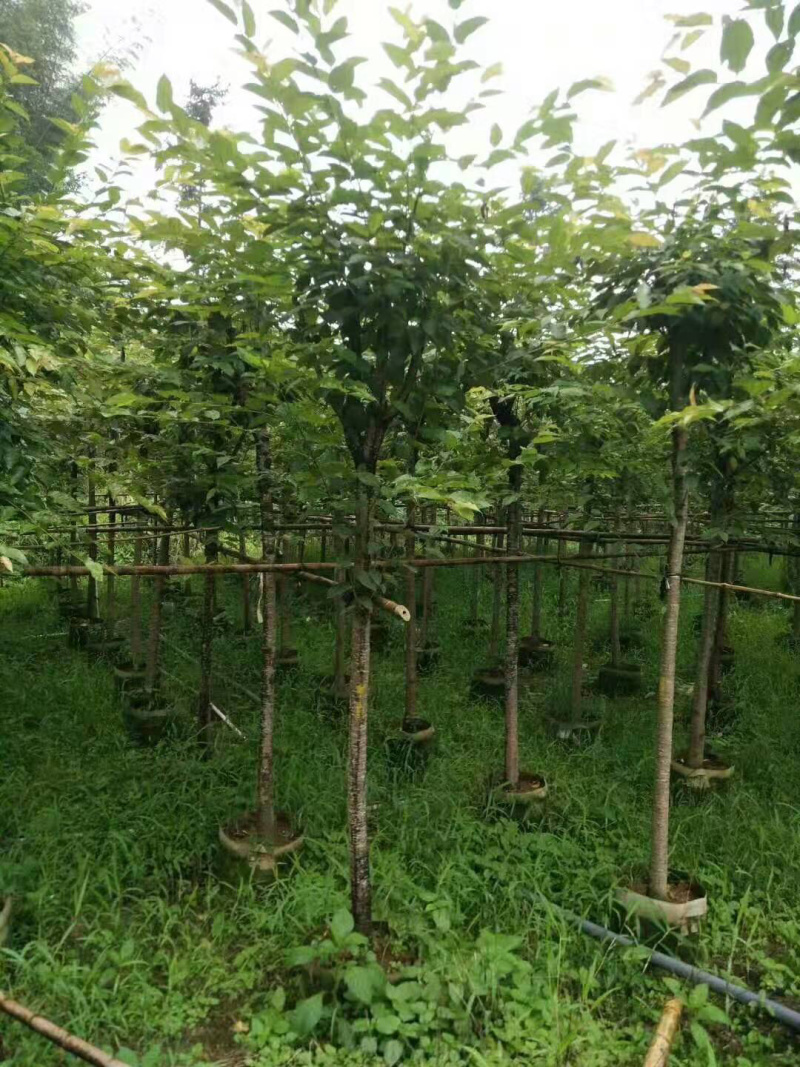 8.10公分樱花福建山樱花