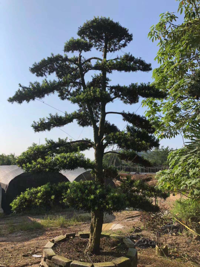 罗汉松