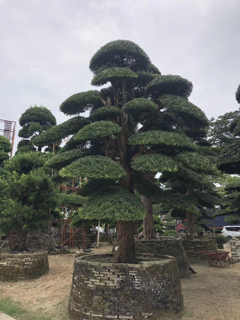 罗汉松