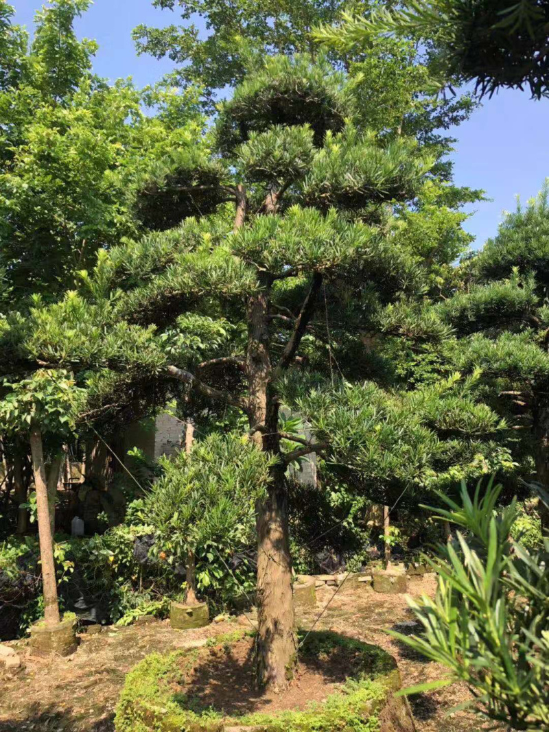 罗汉松