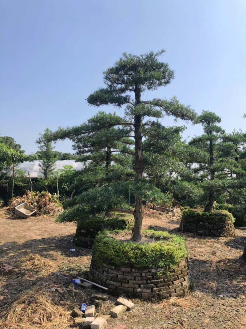 罗汉松