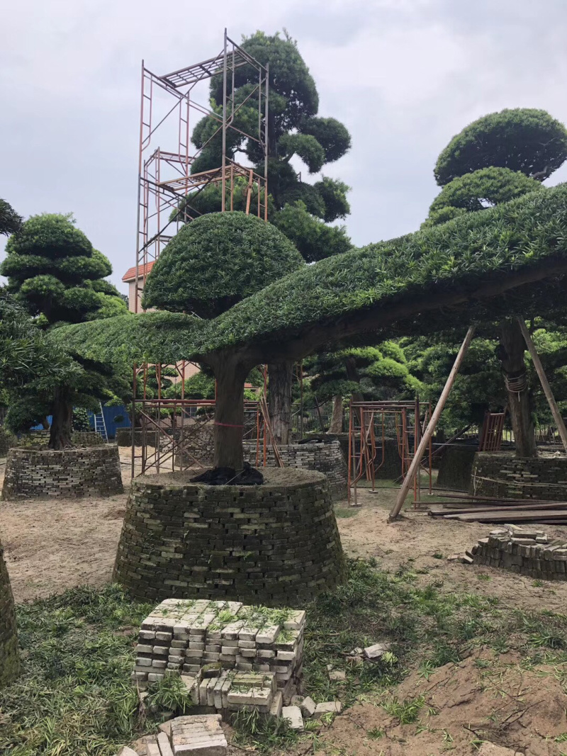罗汉松