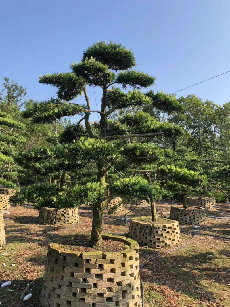 罗汉松