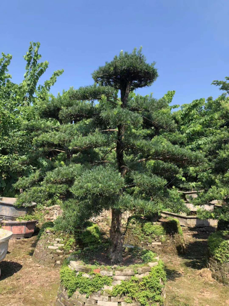 罗汉松