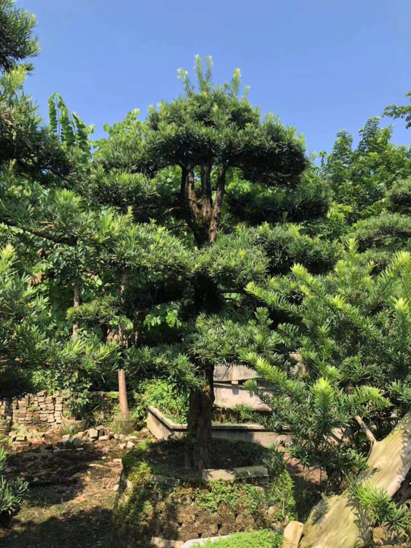 罗汉松