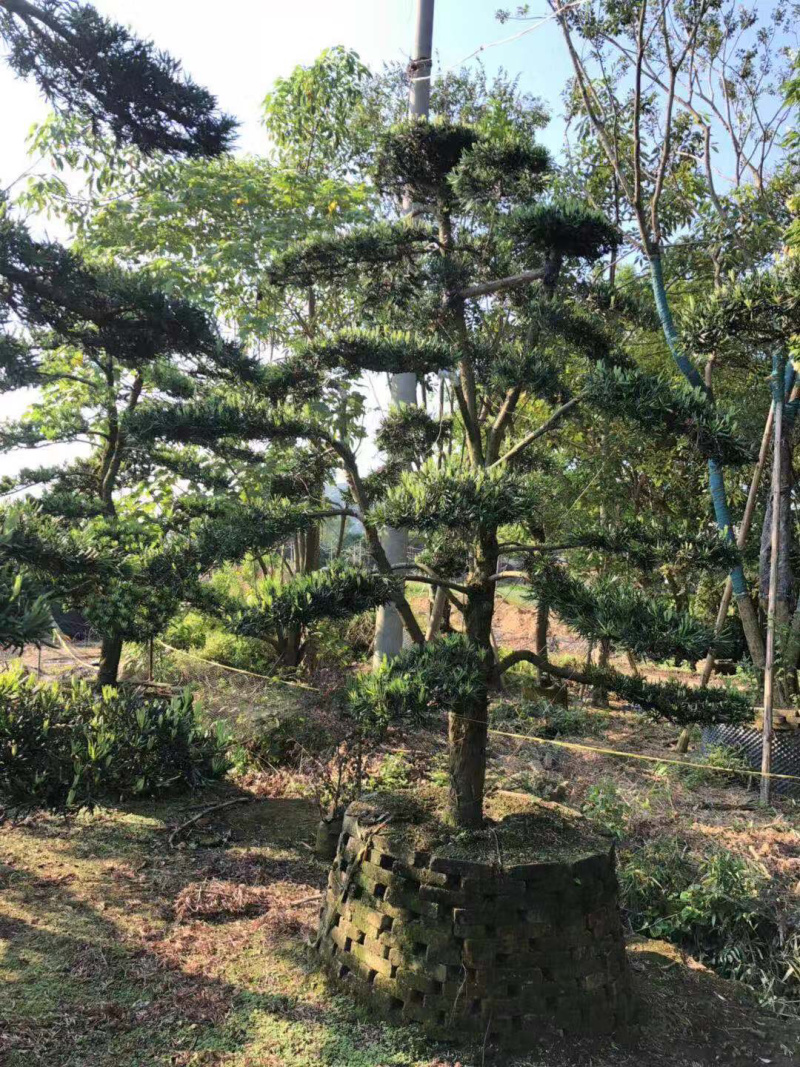 罗汉松