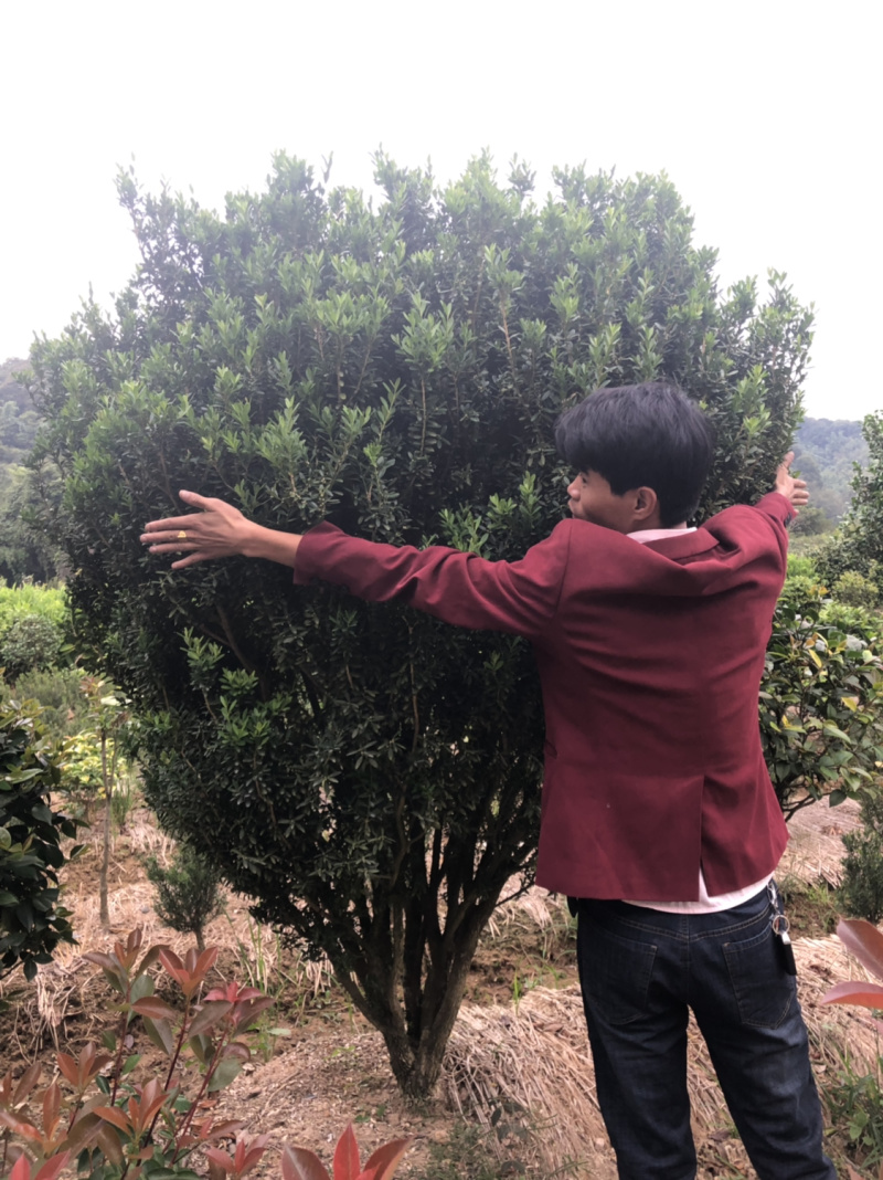 黄杨