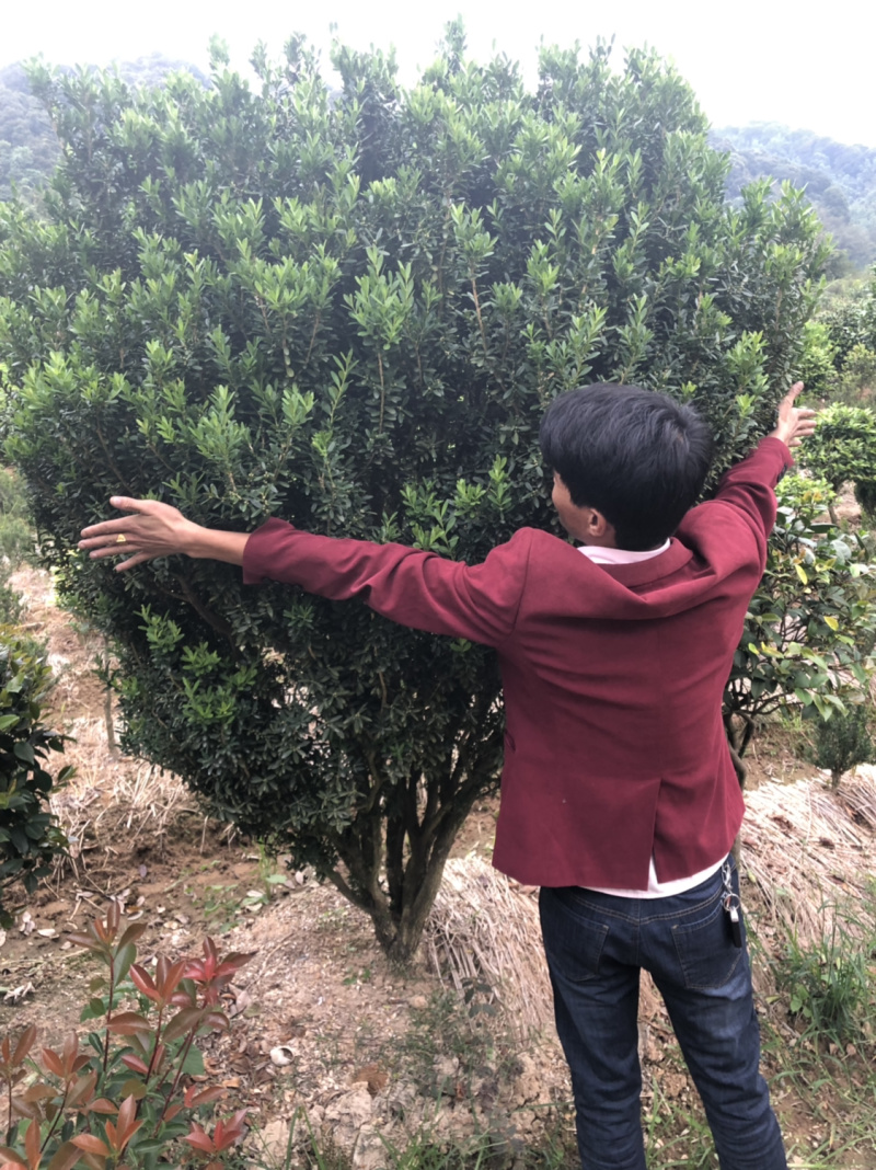 黄杨