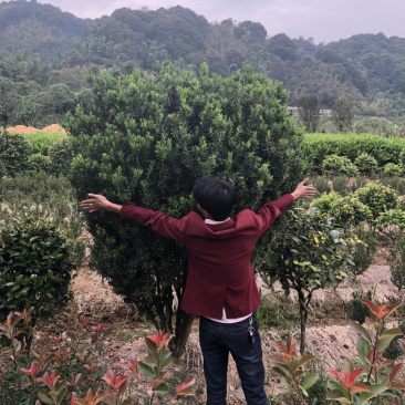 黄杨