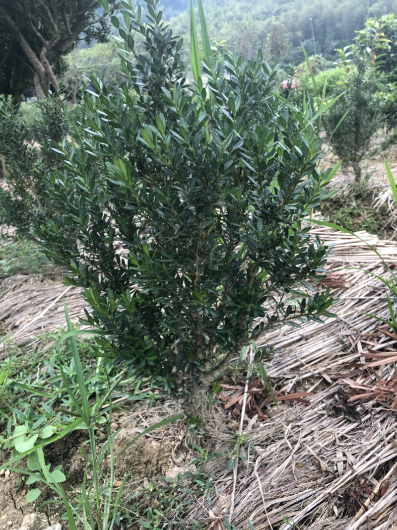 雀舌黄杨