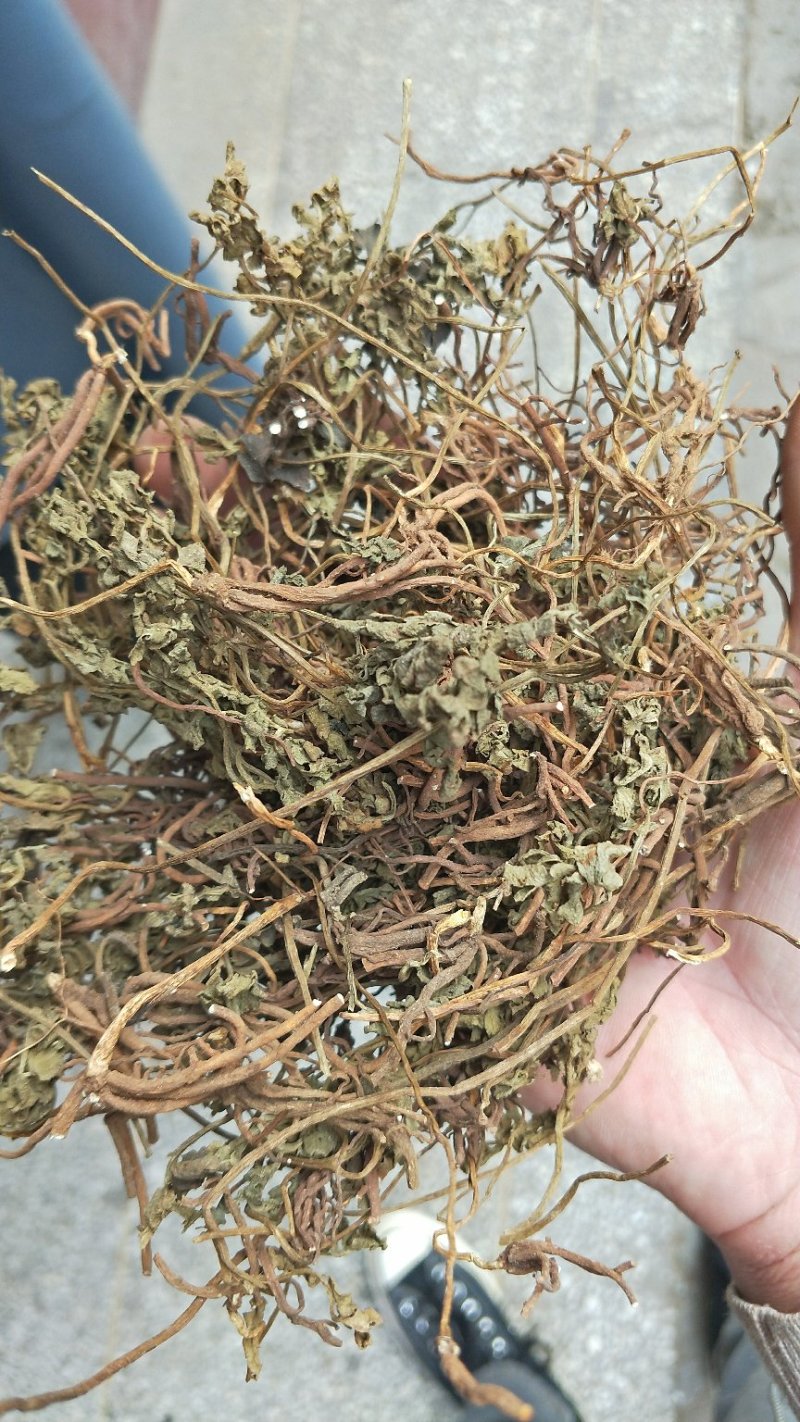 阴地蕨一朵云小春花批发零售冷背中药材包邮