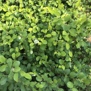 青枣苗台湾脆蜜枣苗30-50cm嫁接苗果大脆甜