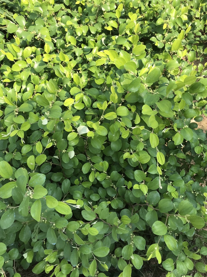 青枣苗台湾脆蜜枣苗30-50cm嫁接苗果大脆甜